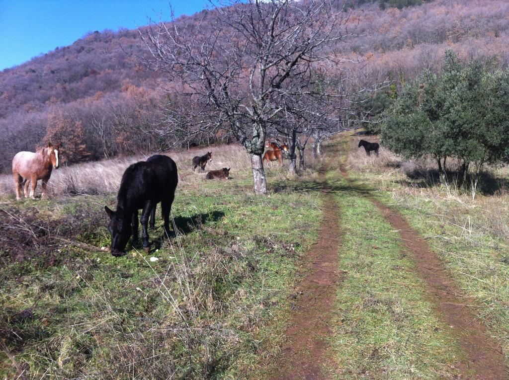 Agriturismo Villa Gabbiano Capodacqua  Dış mekan fotoğraf